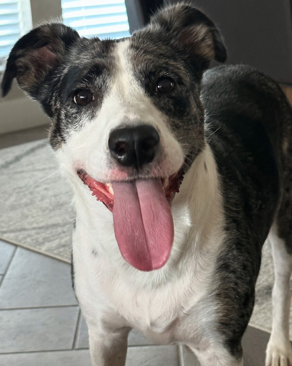 Dog smiling indoors after a hike