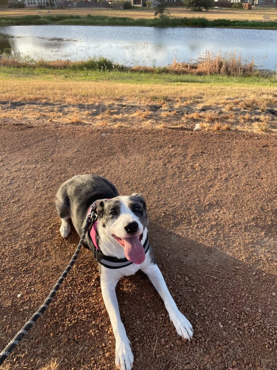 Dog on a hiking trail beside a pond at golden hour