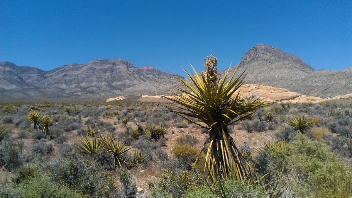Desert yucca in bloom with layered mountains under a clear sky
